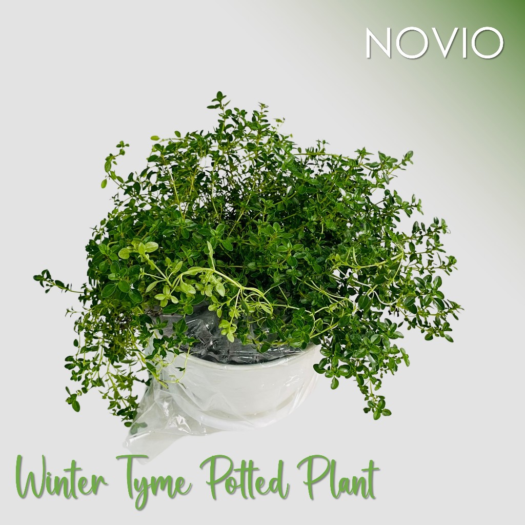 Tanaman winter thyme / pohon winter thyme / tanaman winter thyme fresh / winter thyme