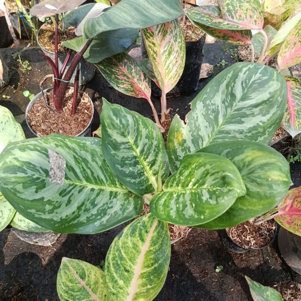 aglonema green cobra