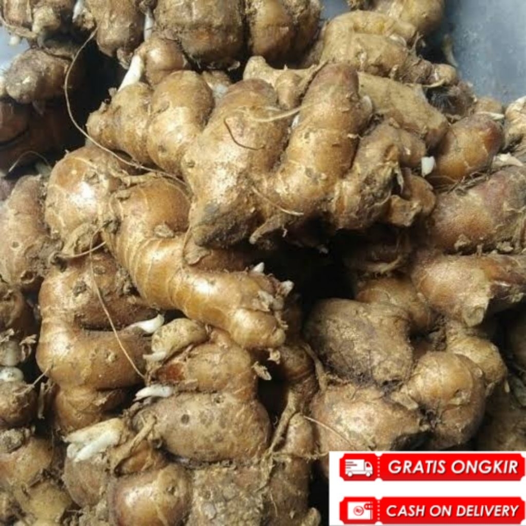 

Kencur segar 2kg kencur tua