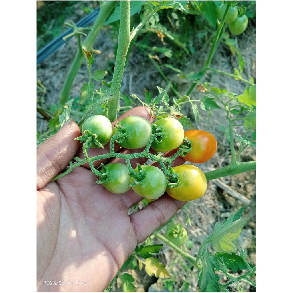 

Buah Rampai Rempai Tomat Kecil Khas Lampung 1Kg