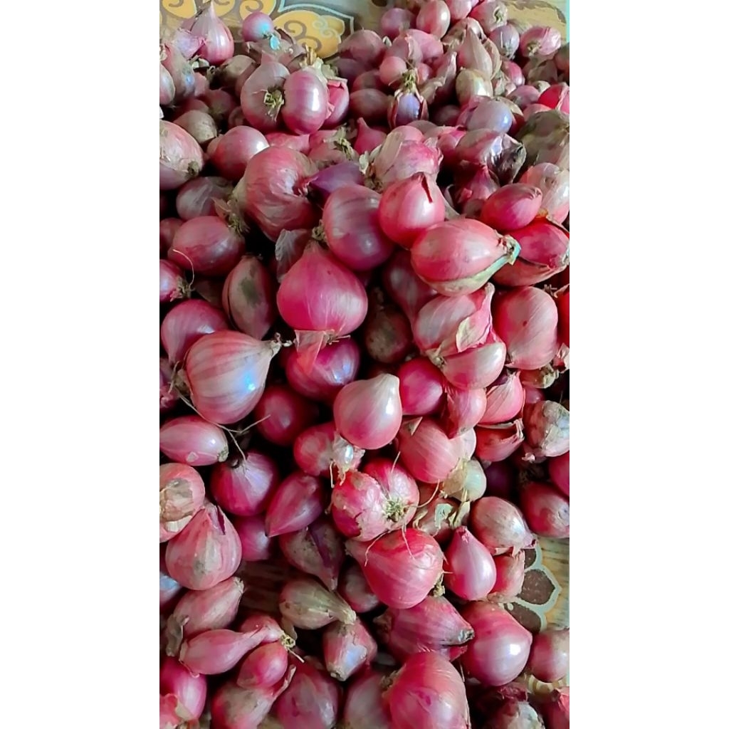 

Bawang merah 1kg