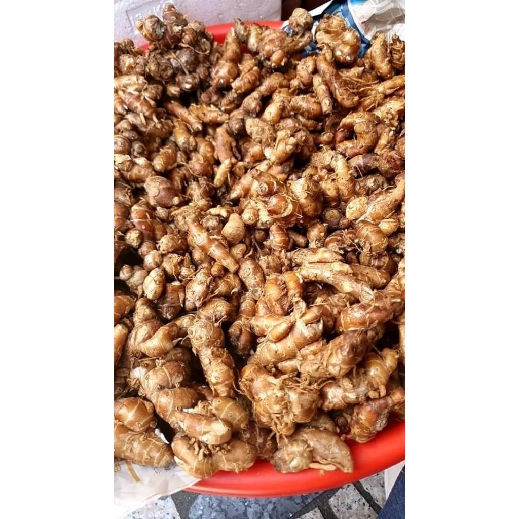 

kencur segar buat seblak 1kg