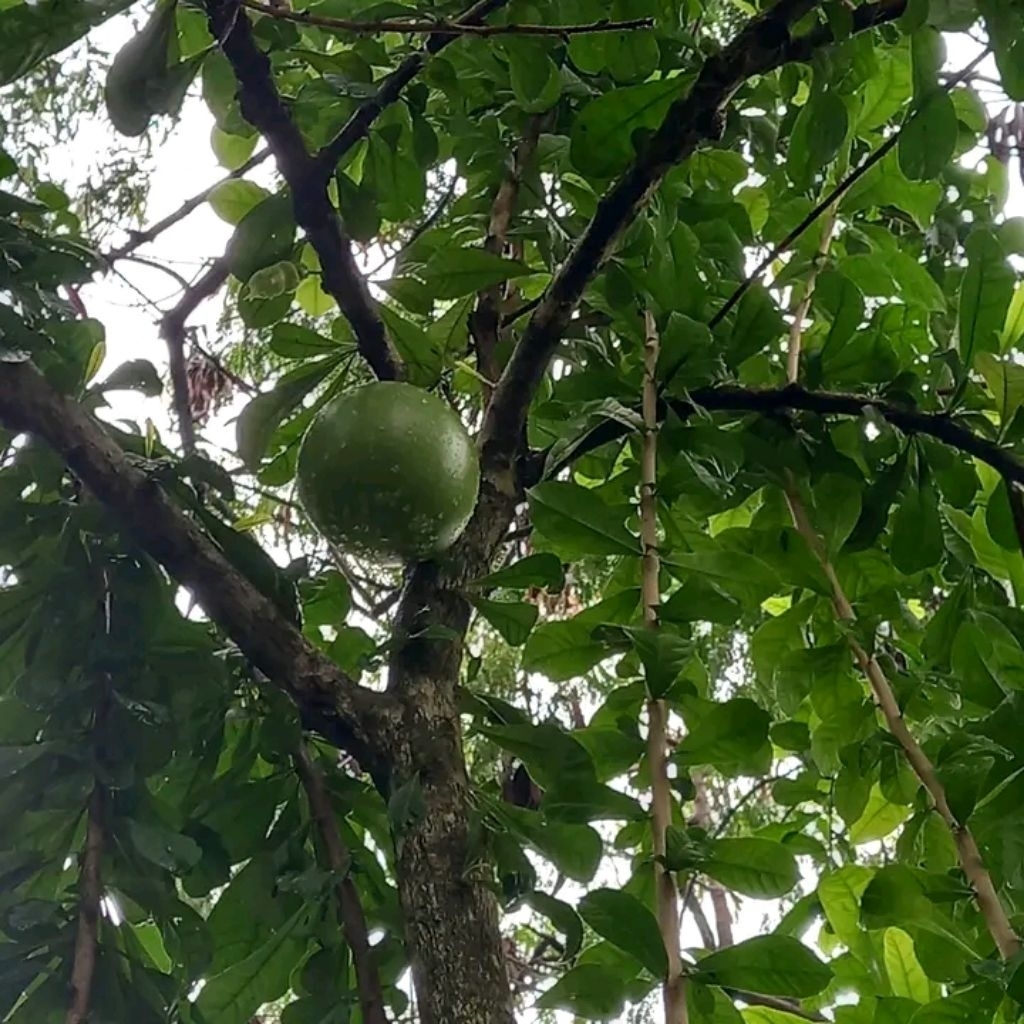 

Buah Maja Brenuk Obat