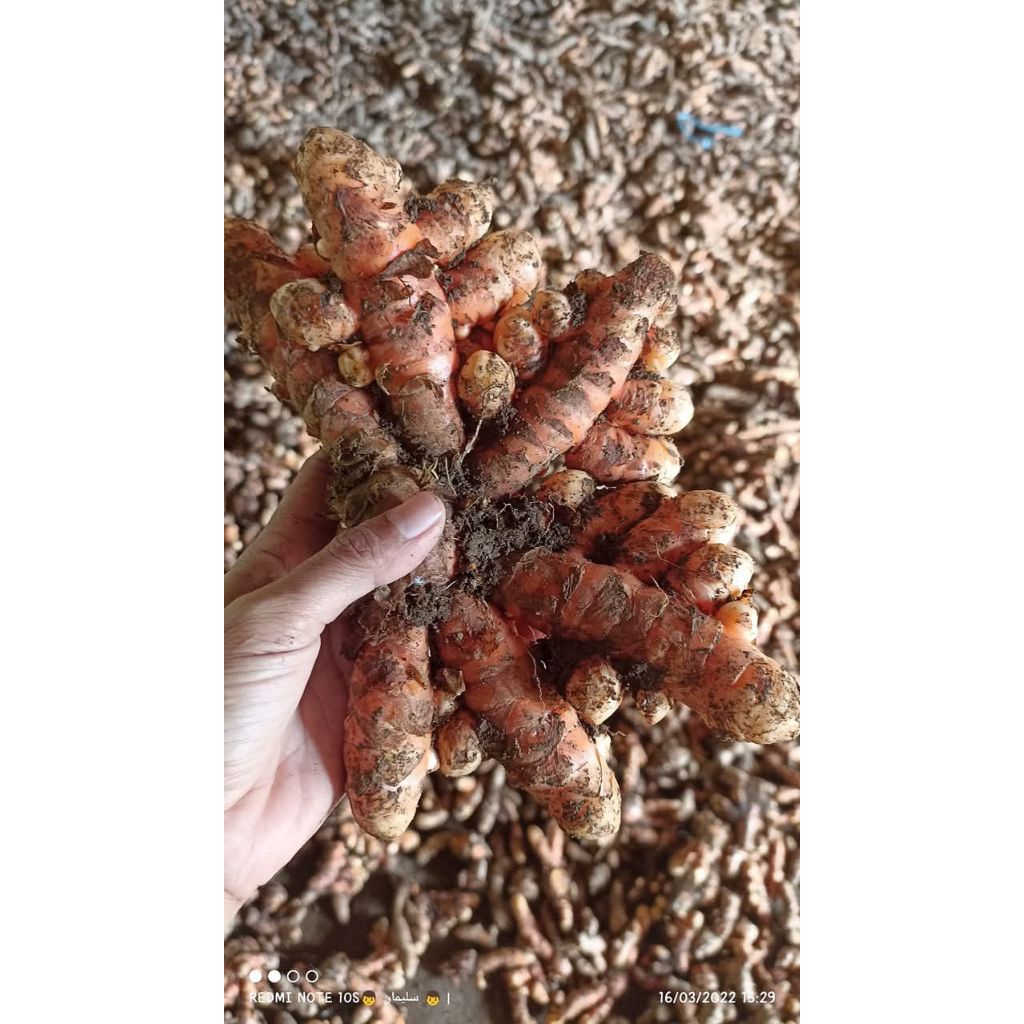 

kunyit Rempang tua 500g barang fresh baru panen