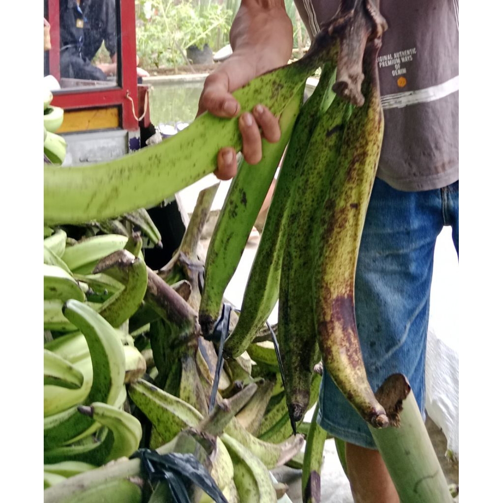

PISANG TANDUK MADU SUPER JUMBO per biji