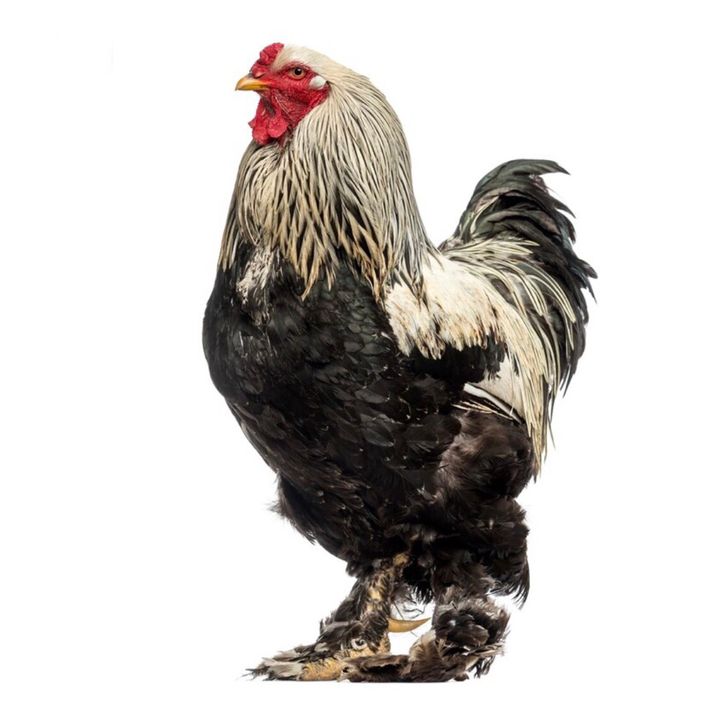 anakan ayam brahma asli original