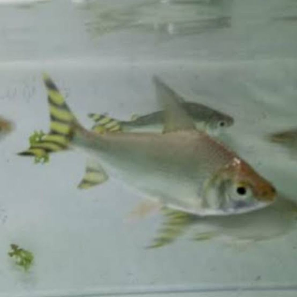 ikan YFF yellow fefieng