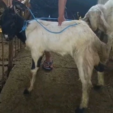 

kambing qurban surabaya kambing murah kurir instans