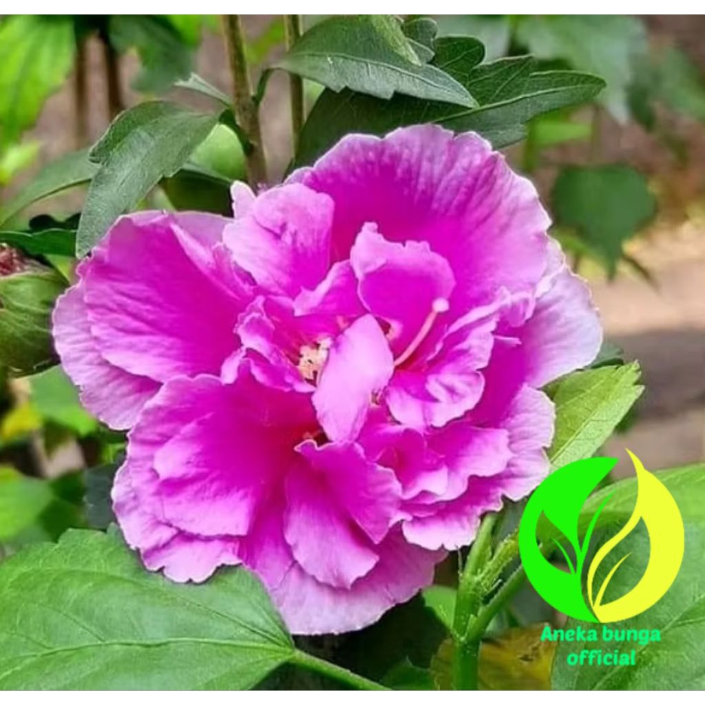 POHON BUNGA KEMBANG SEPATU UNGU TUMPUK / TANAMAN HIAS BUNGA SEPATU TUMPUK