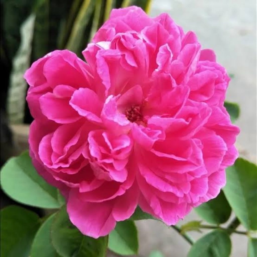 tanaman bunga mawar kampung PINK WANGI