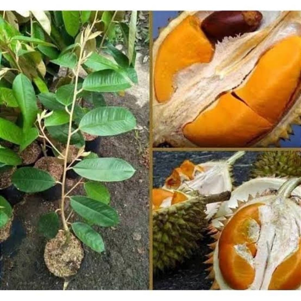 Jual Bibit Durian Tembaga Super / Durian Super Tembaga