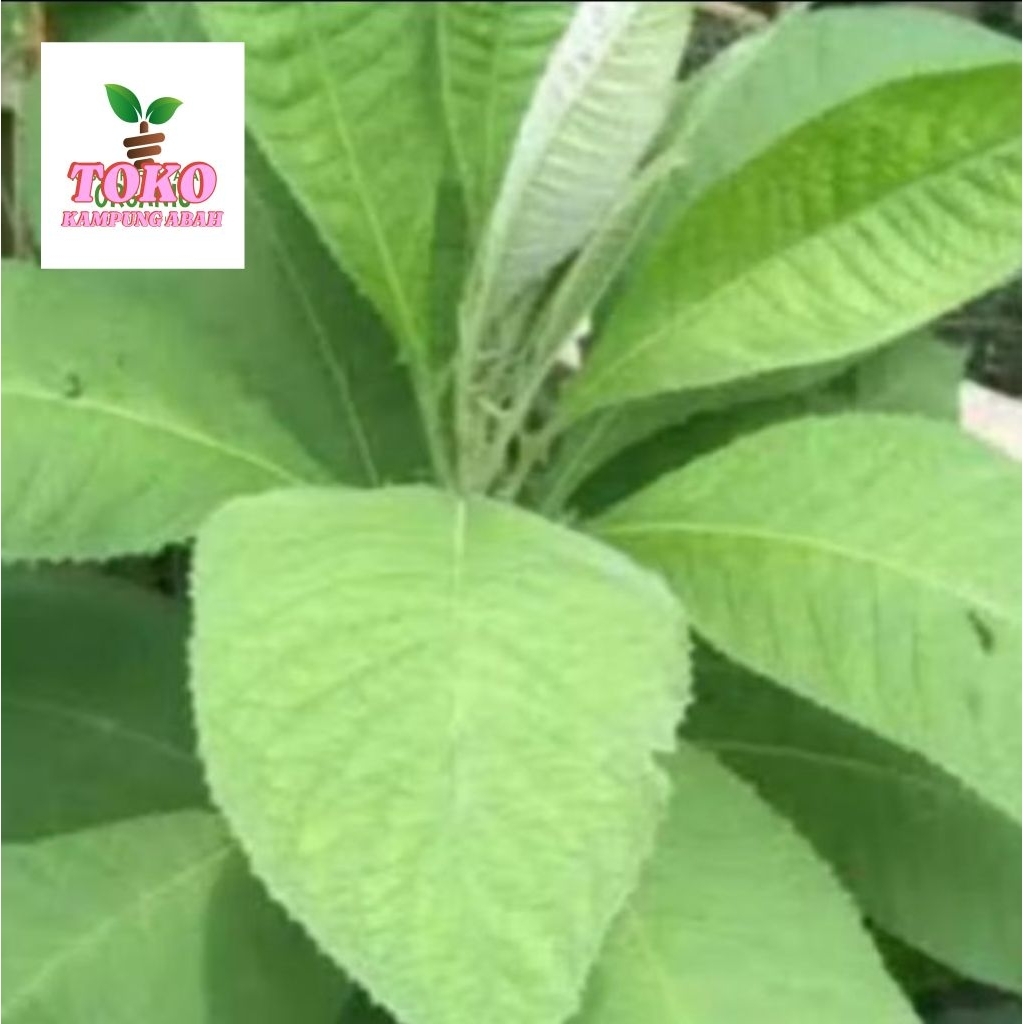 

daun sembung 250grm obat herbal