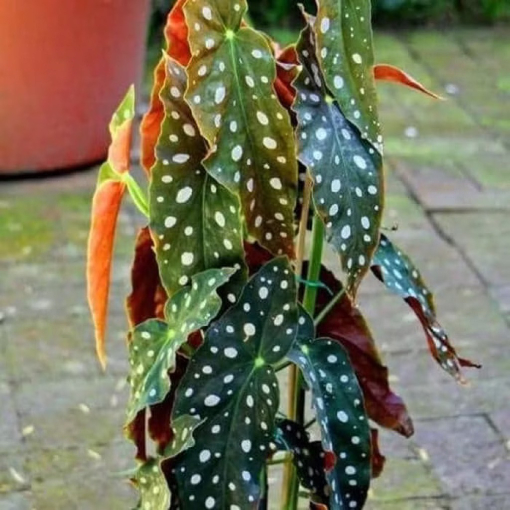 Tanaman Hias Begonia Maculata Polkadot - Begonia Polkadot TANAMAN HIAS BEGONIA POLKADOT ANGEL WINGS