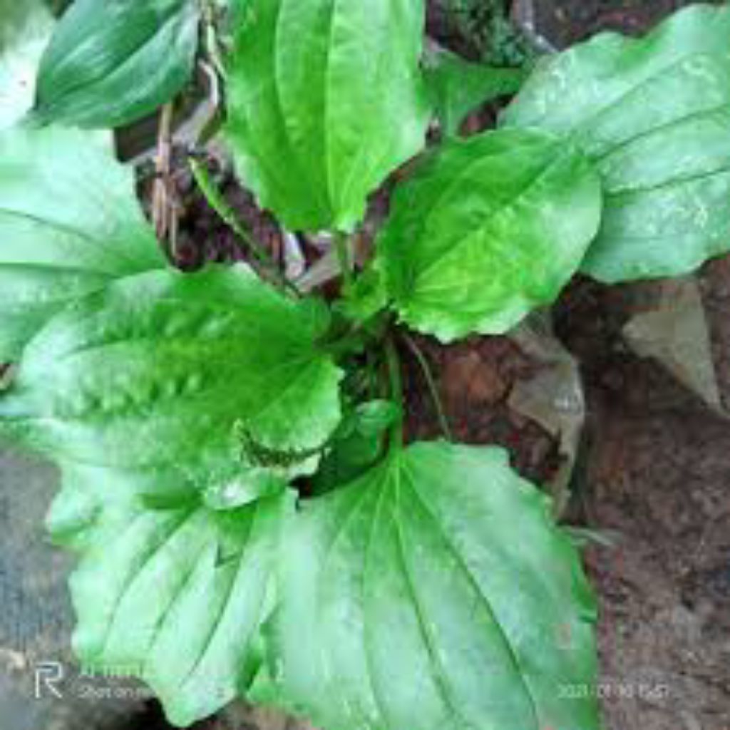 

daun Ki urat segar asli pres 300 grm bisa cod