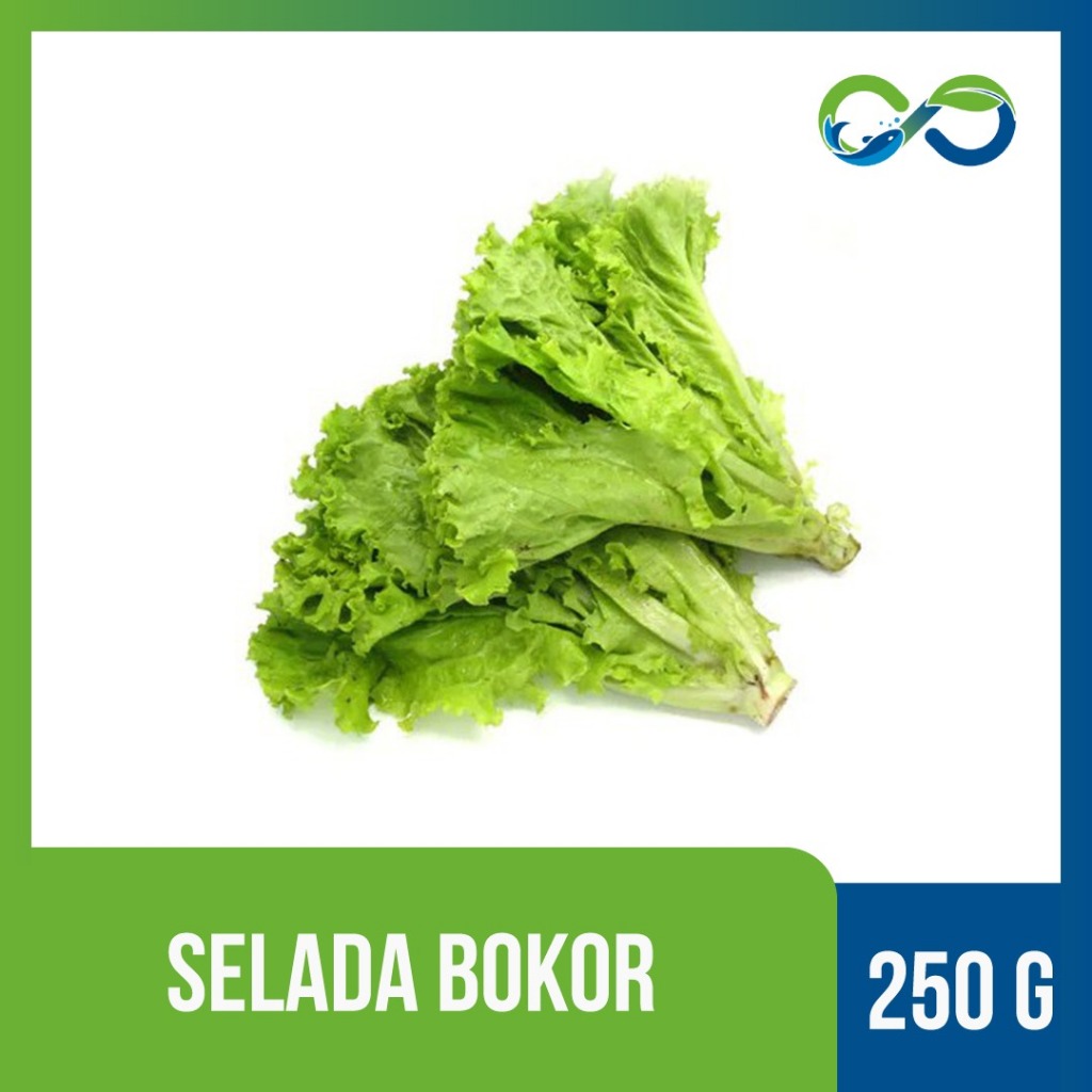 

Selada BokorPremium by AquaEcoFarms Lokal Indonesia Bandung