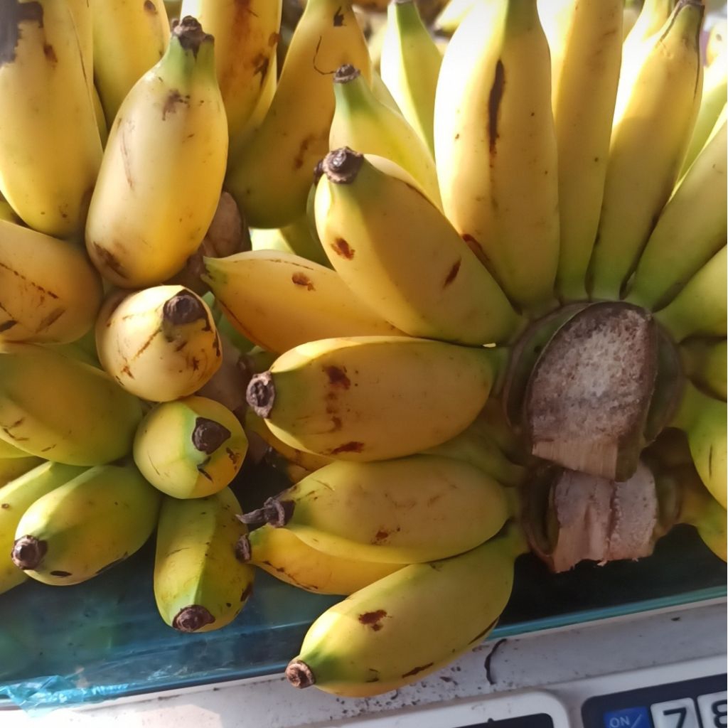 

Pisang Lampung