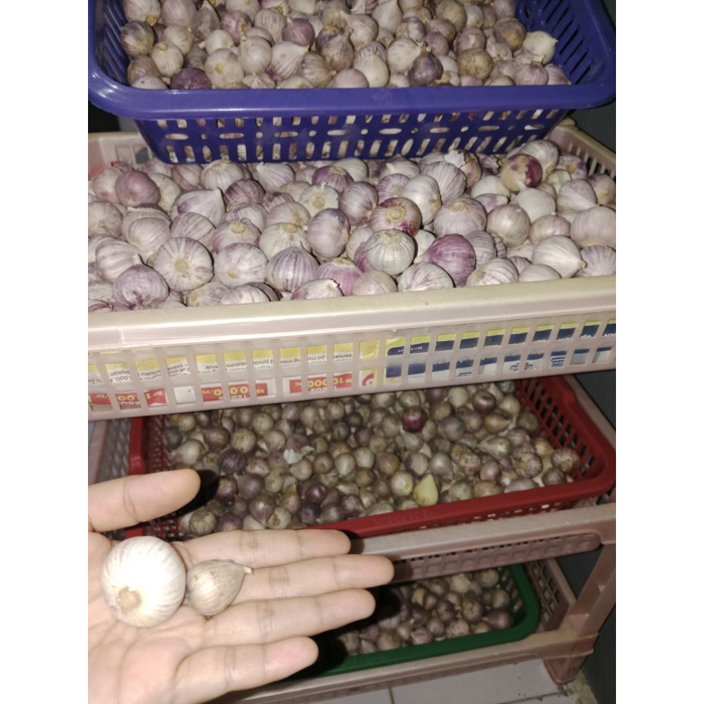 

bawang tungga fresh 1kg