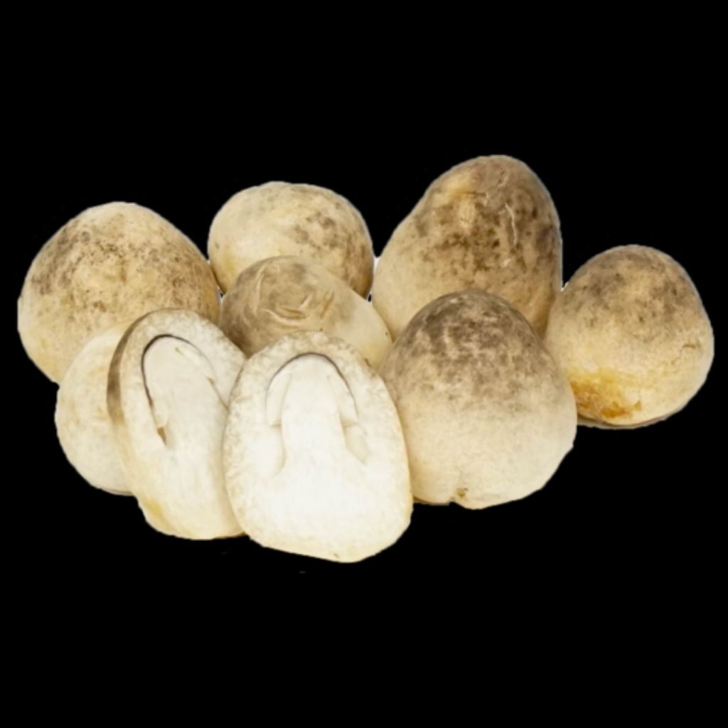 

Jamur Pentol