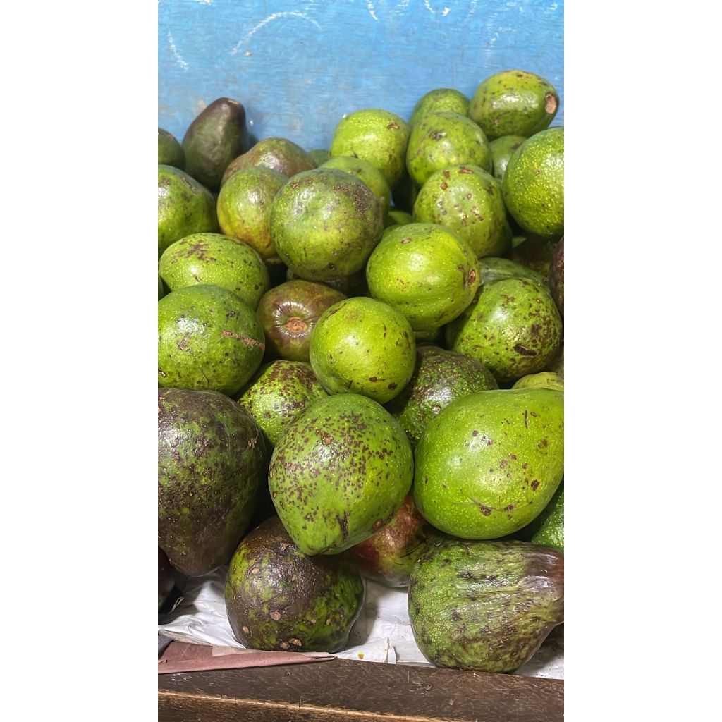 

SMOOTHIEMAMA Buah Alpukat Mentega Probolinggo 1 KG Segar