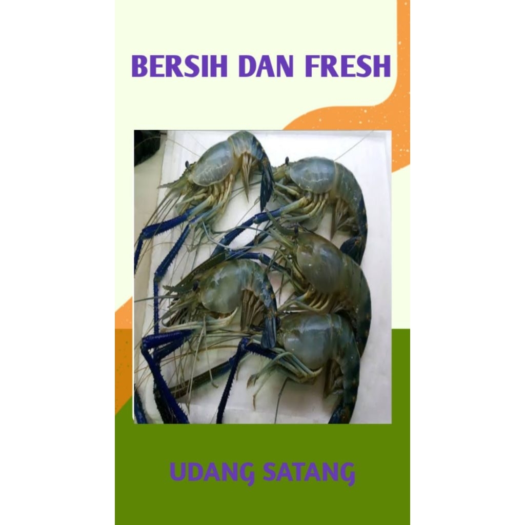 

UDANG GALA /SOTONG SEGAR DAN BERSIH PALEMBANG