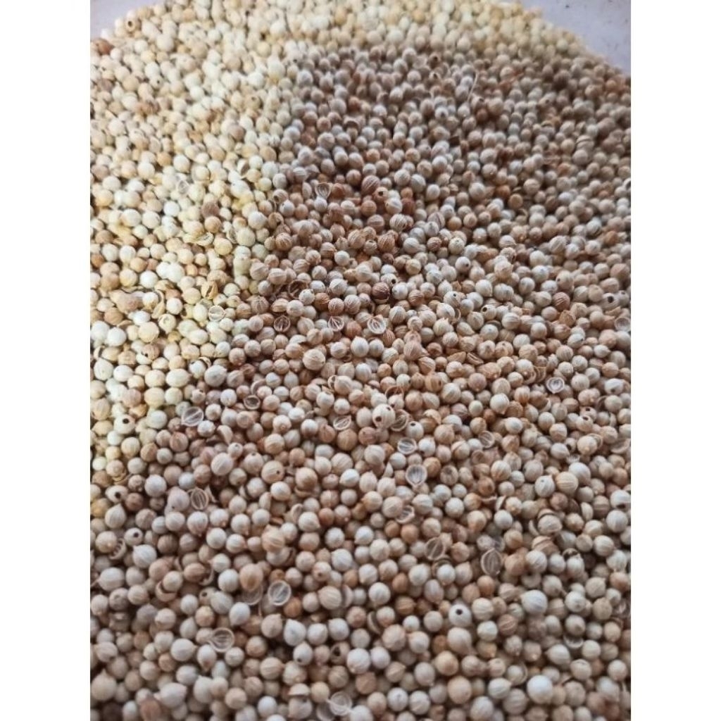 

ketumbar (100 gr)