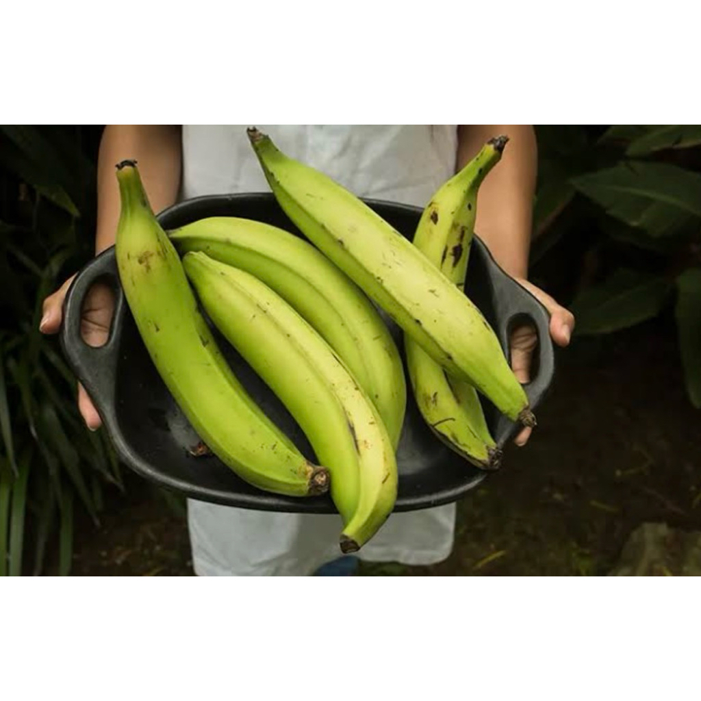 

PISANG TANDUK / PISANG BYAR ORGANIK