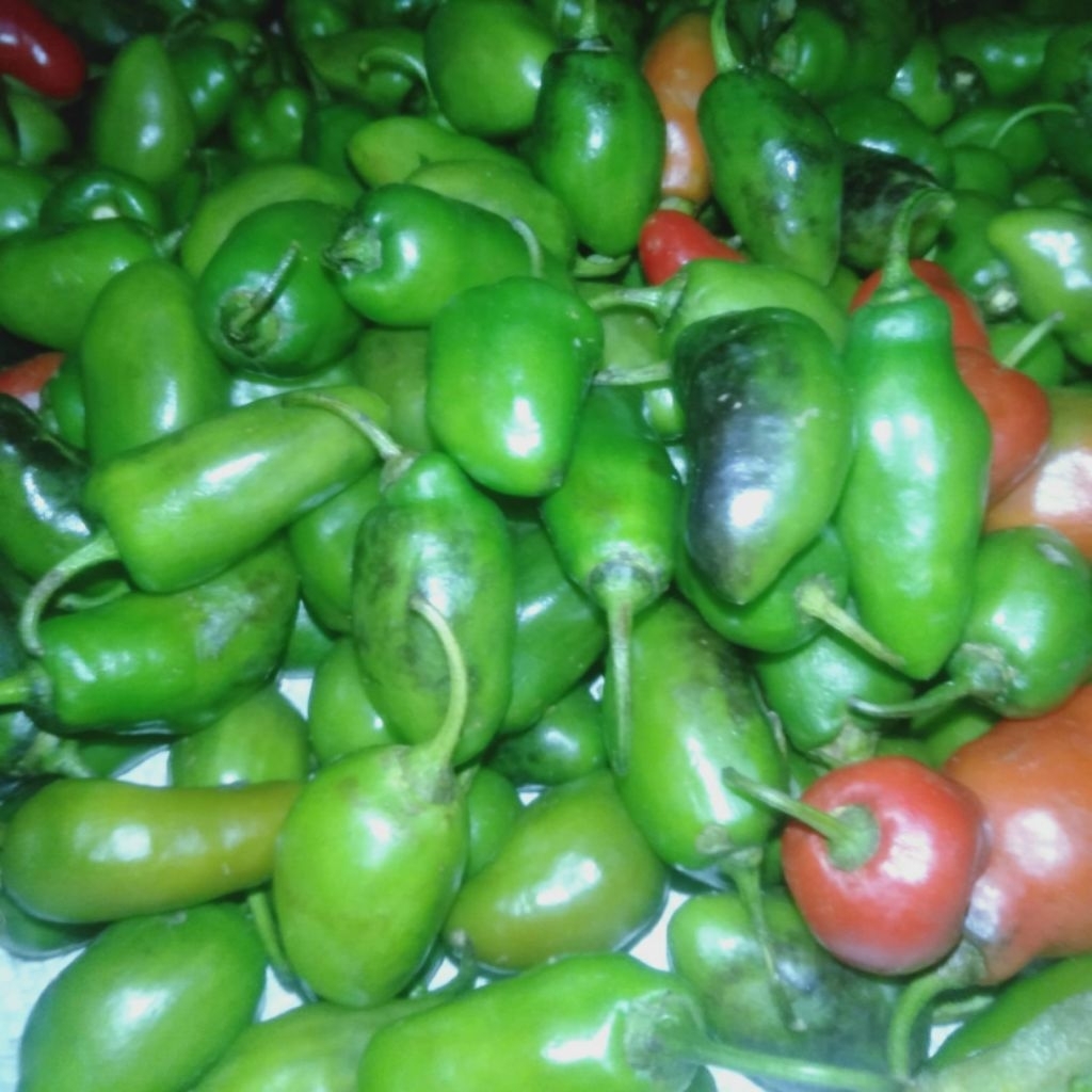 

Jual baby cabe gendot paket hemat isi 500 gram