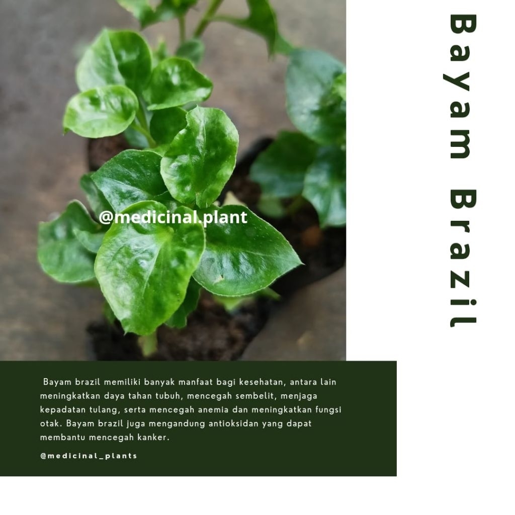 TANAMAN BAYAM BRAZIL