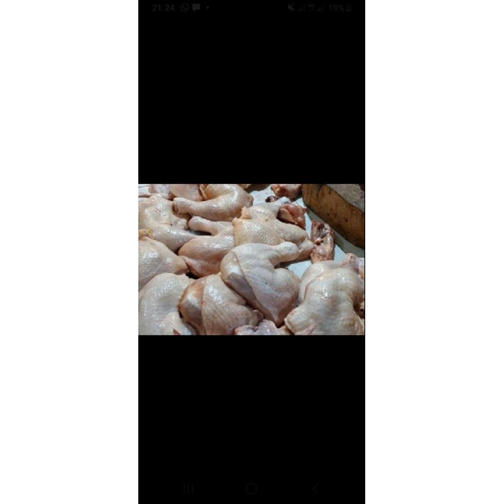 

ayam potong 1 ekor frees