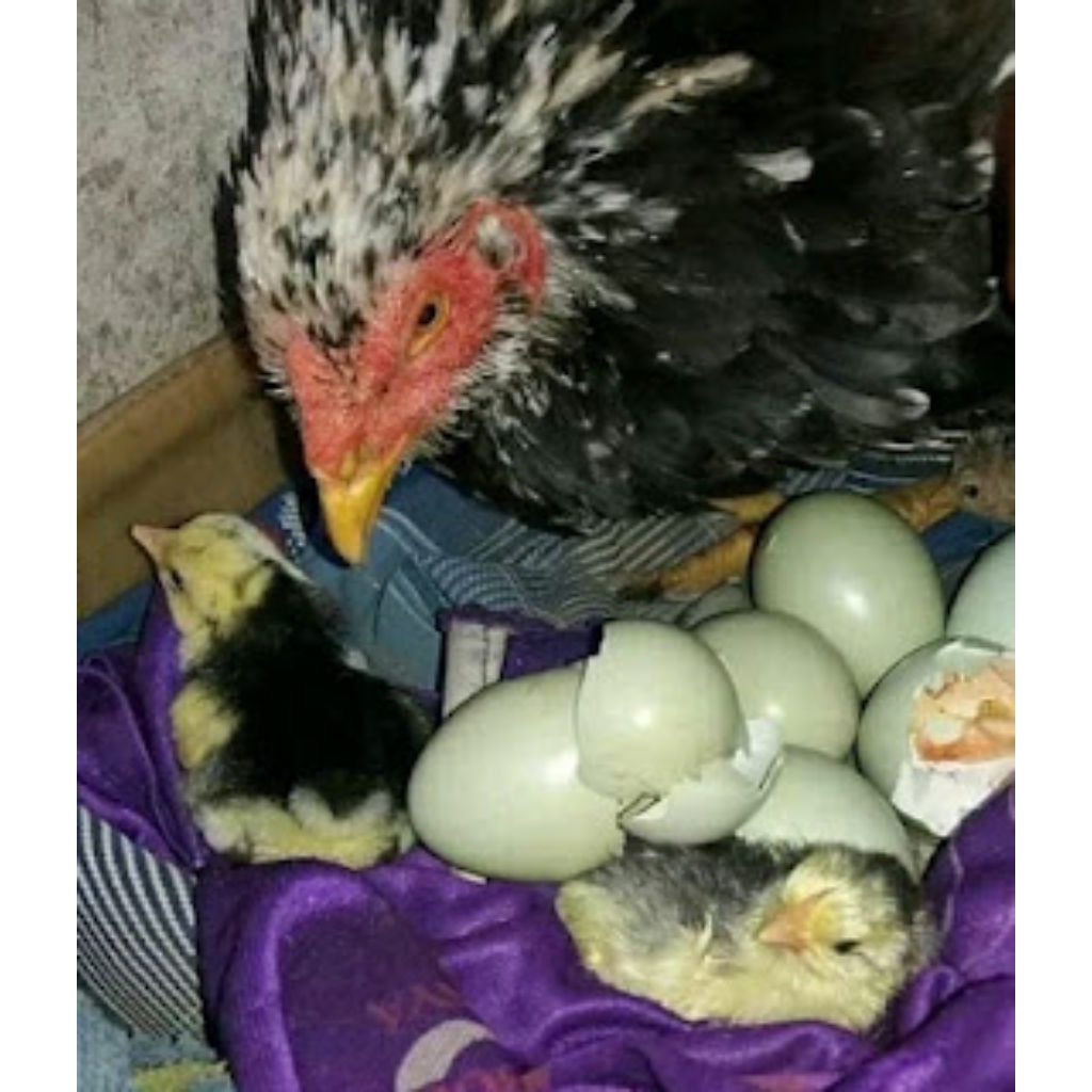 

telur vertil ayam birma morena/telur ayam petarung/telur vertil hijau