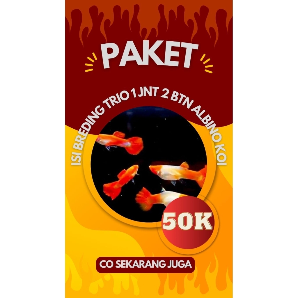 Paket Promo Hiasan aquarium mewah vvip Albino koi non ear gen red ear line Vietnam