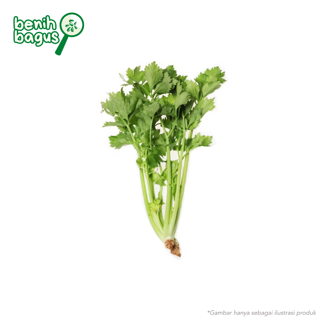 500 Biji - Benih Seledri AROMA