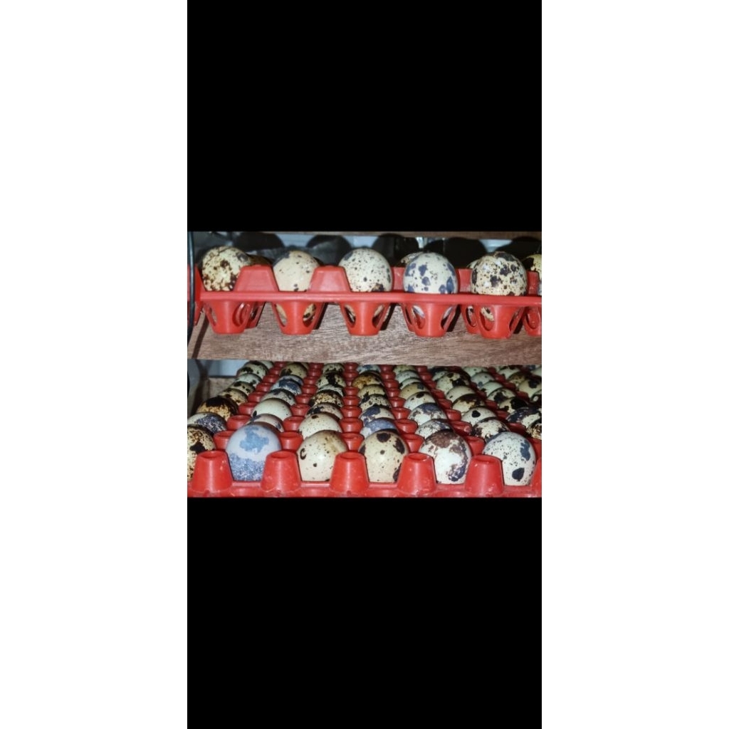 

Telur puyuh GPS Hitam