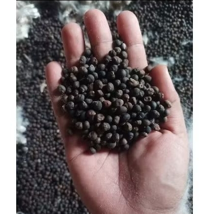 umpan gacor ikan wader dan ikan bawal