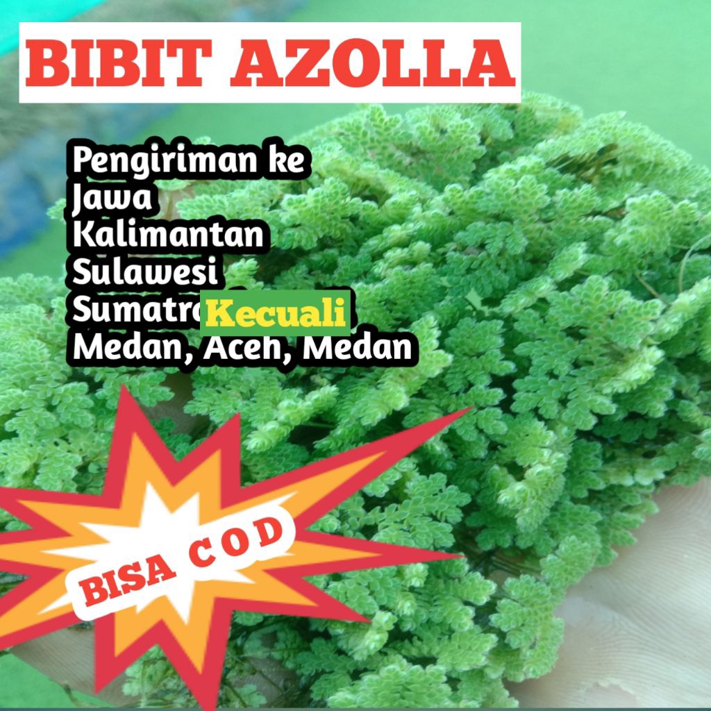 

AZOLLA 2 KG