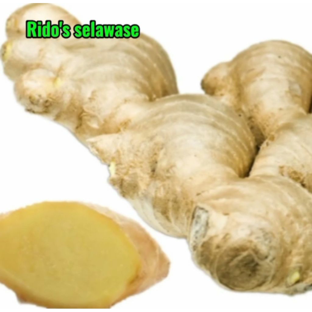 

Lempuyang Rempah Asli Indonesia 1kg fresh & alami