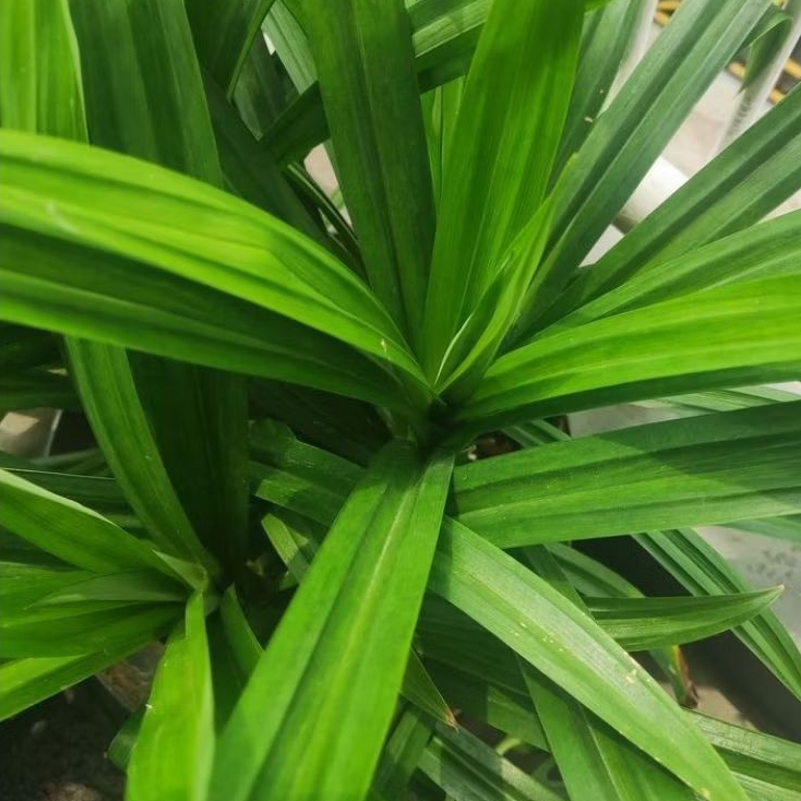 

Daun pandan wangi per helai fresh #GreenStoreJava#