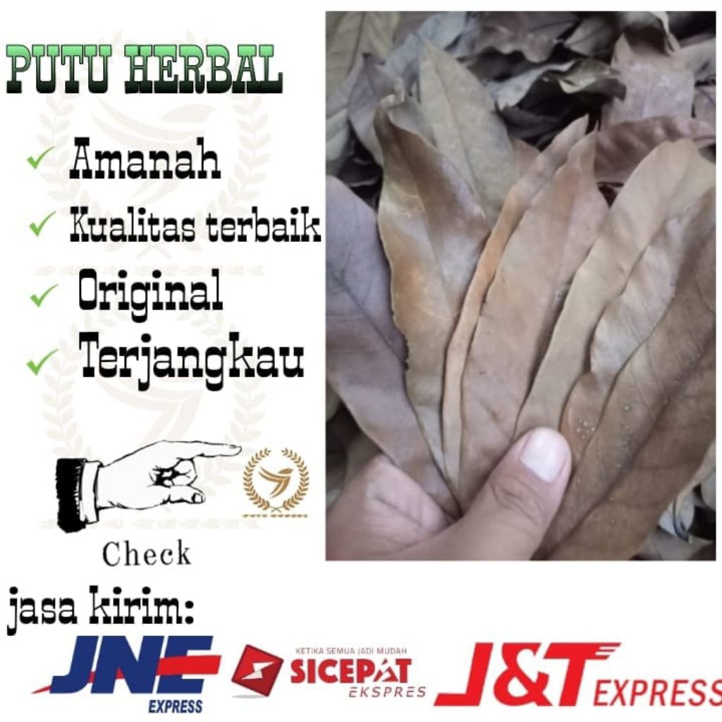 

Daun klengkeng kering | daun klengkeng 100 Lembar