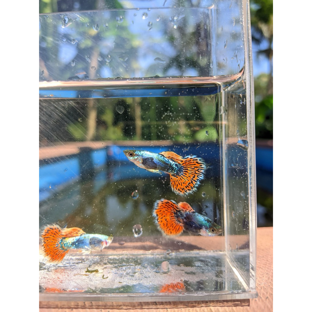 Hiasan aquarium guppy platinum red mozaik big ear