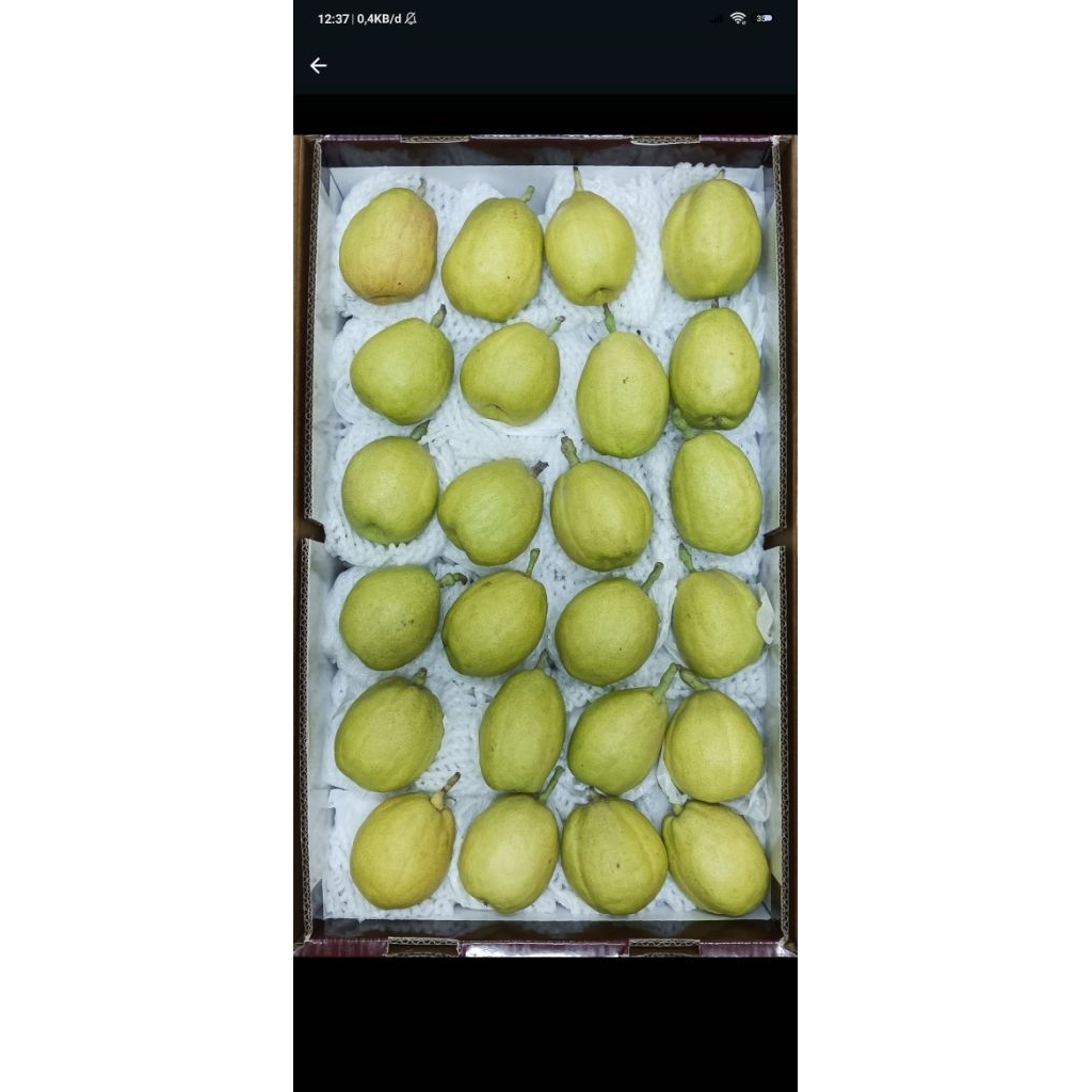 

Pear Xianglie manis renyah 1000gram