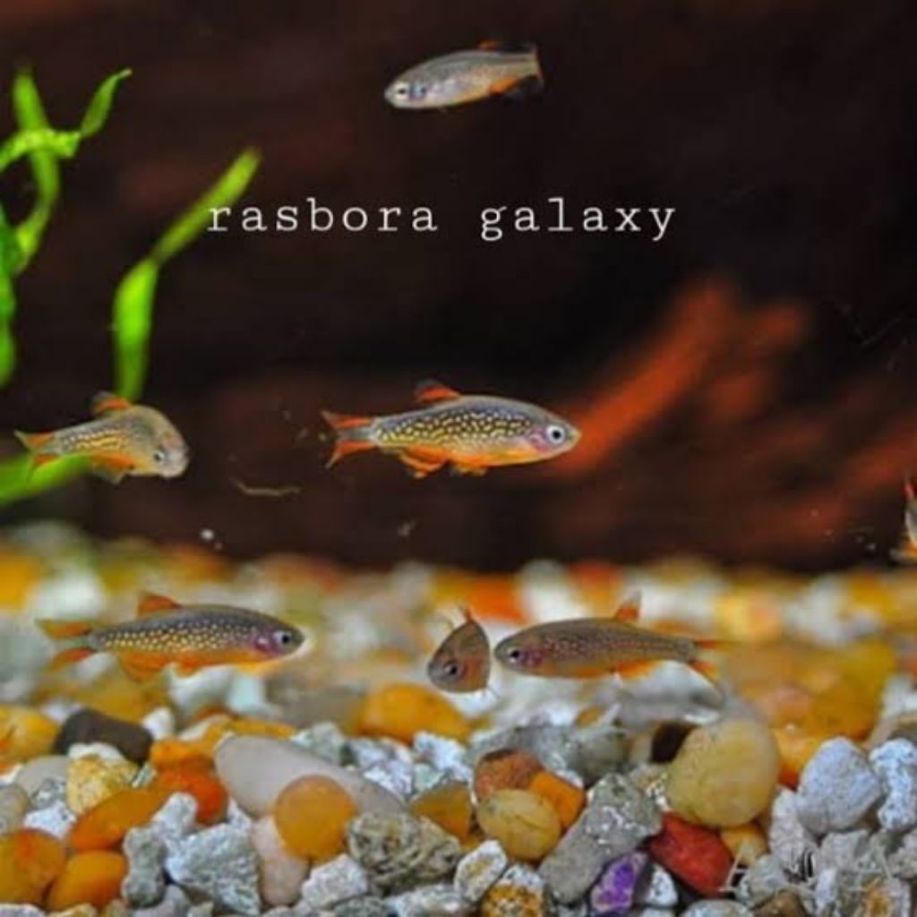 rasbora galaxy
