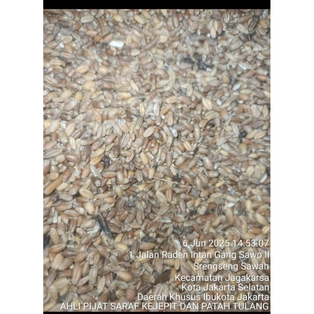 

Gandum untuk ternak paket 25 kg