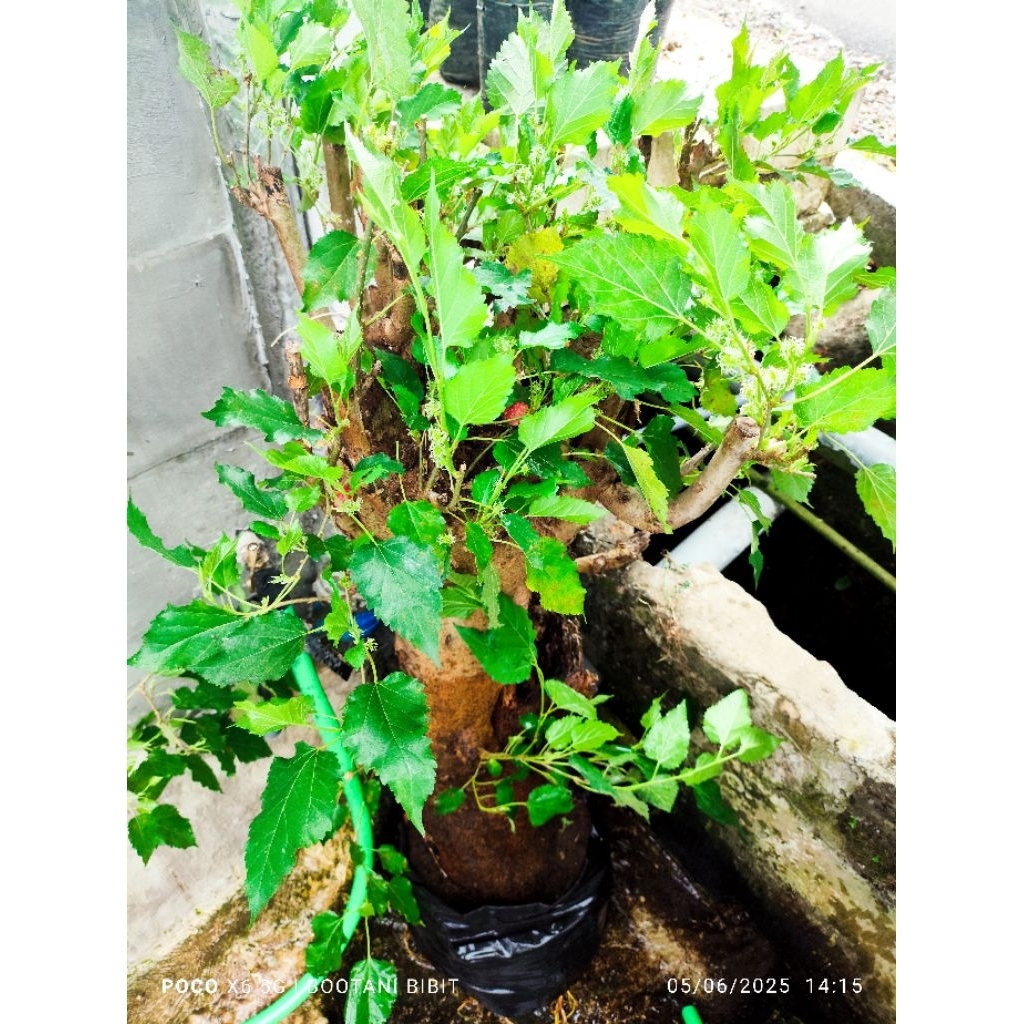 Dongkelan Murbei super besar