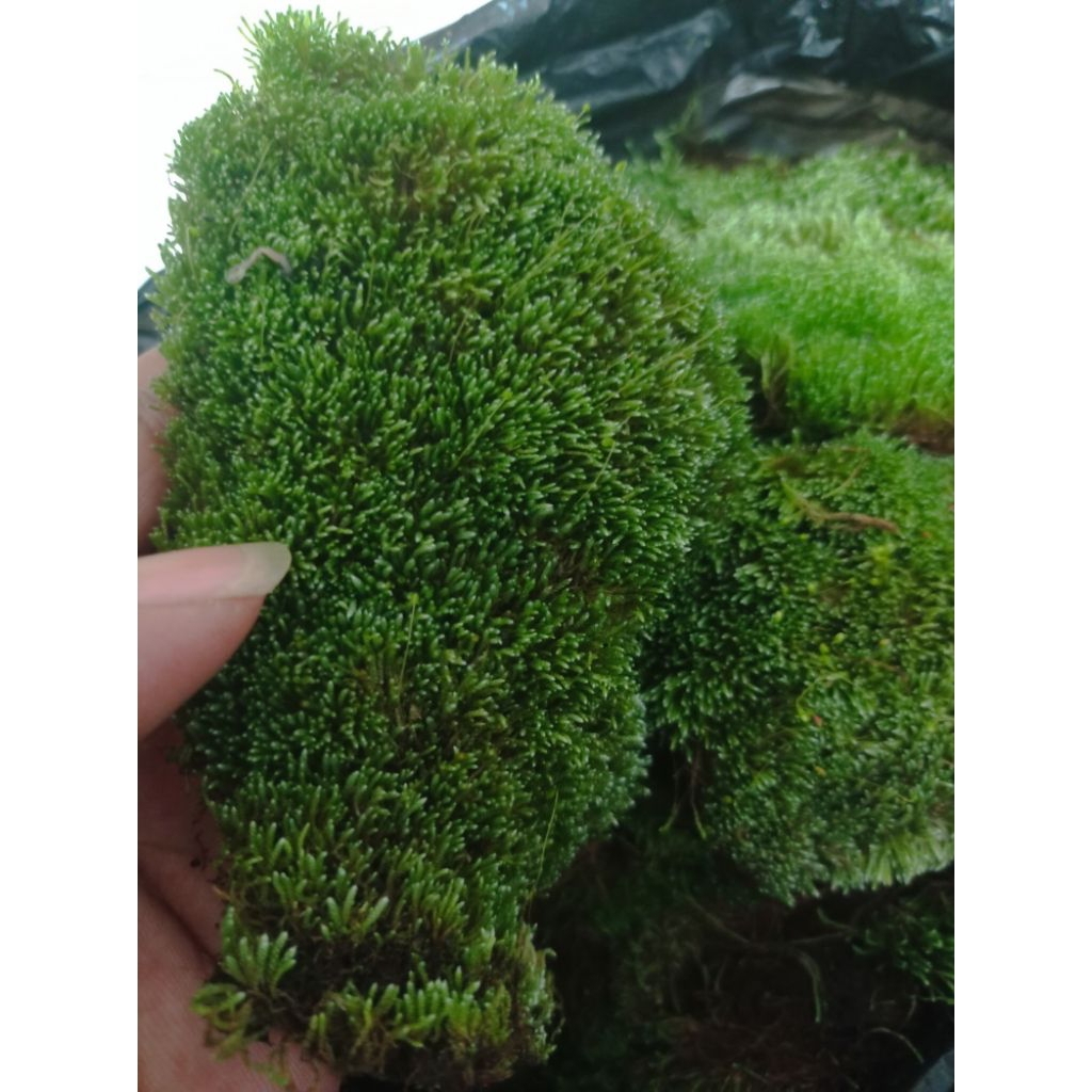 mos tanaman paludarium