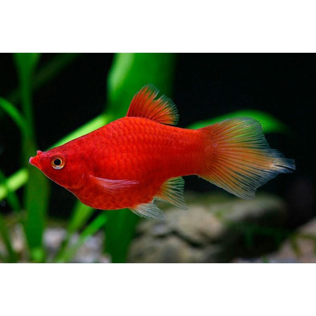 Platy Blood Coral hiasan aquarium aquascape