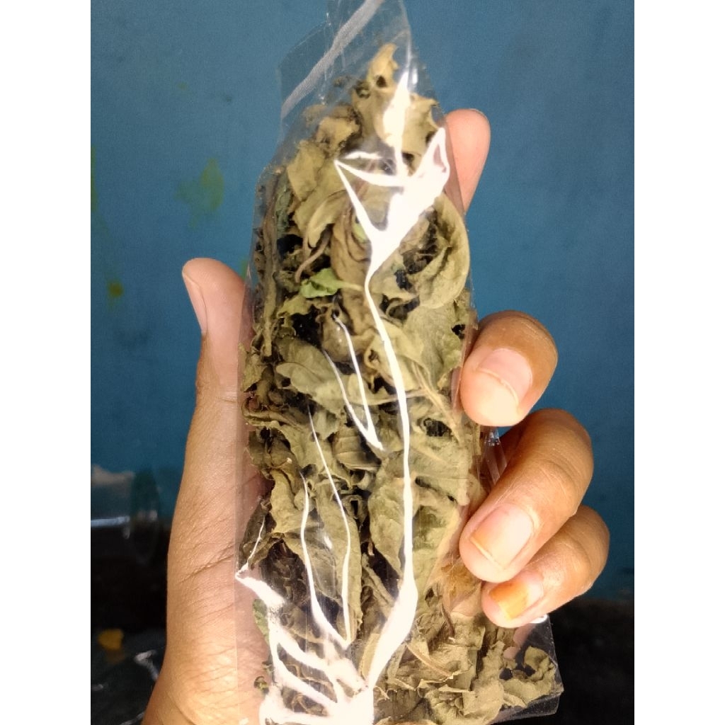 

Daun beluntas kering