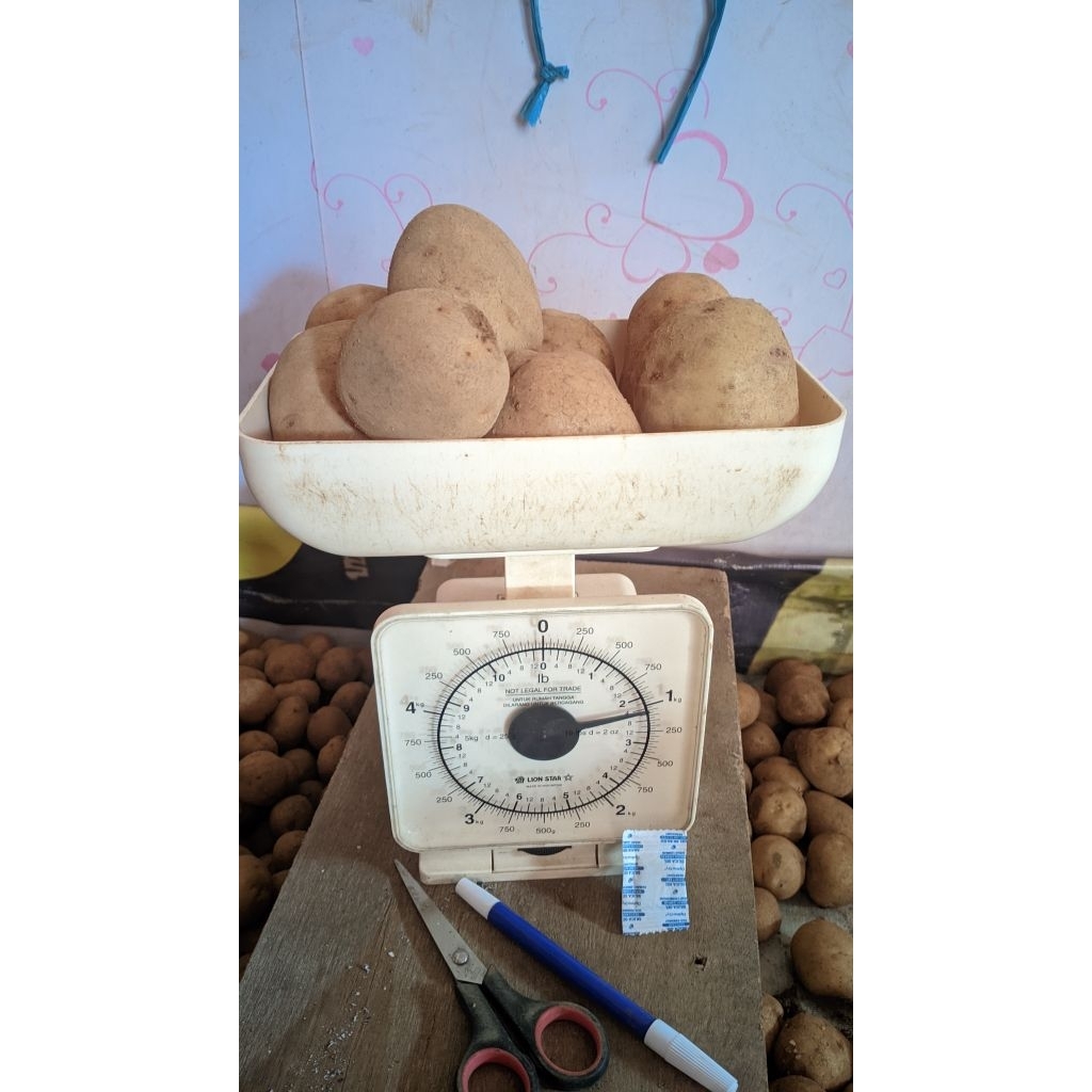 

MURAH 1KG ISI 7-9 BIJI KENTANG DIENG AB BESAR dan SEDANG