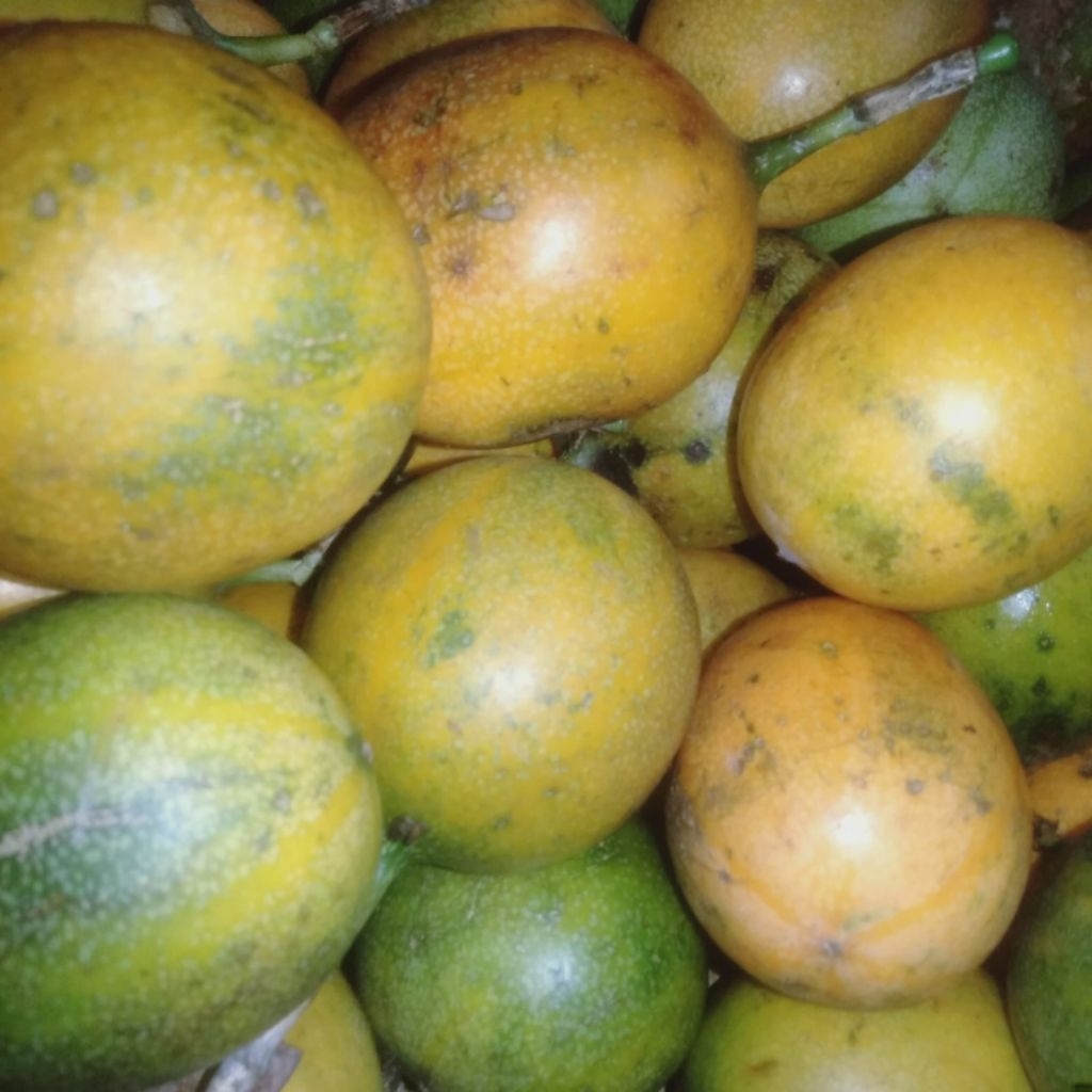 

Markisa/Konyal madu 1kg asli garut