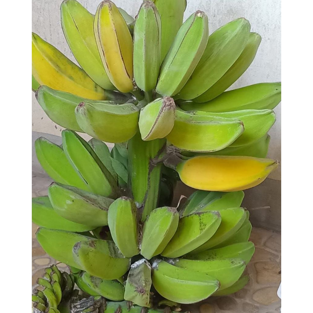 

Pisang Kepok Tua Dalam KUNING ,1 Kg Gratis Ongkir Bisa COD