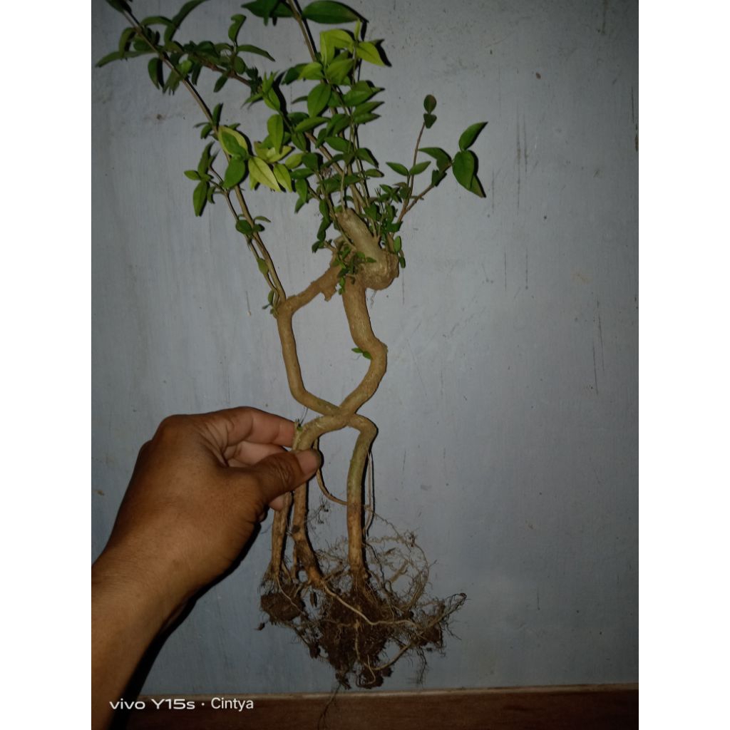 bahan bonsai akar anting putri unik
